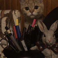 British Shorthair, Kedi  Sherlock fotoğrafı