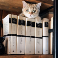 British Shorthair, Kedi  Sherlock fotoğrafı