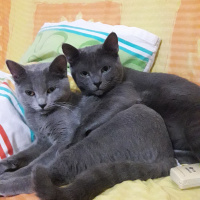 British Shorthair, Kedi  Felix fotoğrafı