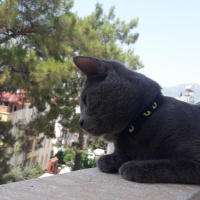 British Shorthair, Kedi  Felix fotoğrafı
