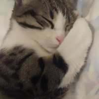 Tekir Kedi, Kedi  babe fotoğrafı