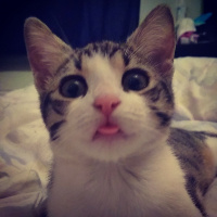 Tekir Kedi, Kedi  babe fotoğrafı