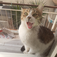 Tekir Kedi, Kedi  Sürmeli fotoğrafı