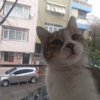 Tekir Kedi, Kedi  Sürmeli fotoğrafı