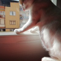 Tekir Kedi, Kedi  Tarçın fotoğrafı