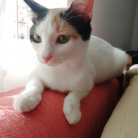 Tekir Kedi, Kedi  Tarçın fotoğrafı