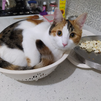 Tekir Kedi, Kedi  Minik fotoğrafı