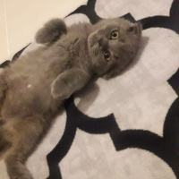 Scottish Fold, Kedi  NAZLI fotoğrafı