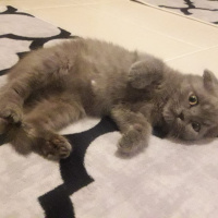 Scottish Fold, Kedi  NAZLI fotoğrafı