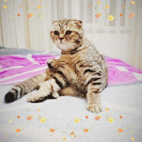 Scottish Fold, Kedi  Pars fotoğrafı