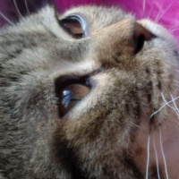 Scottish Fold, Kedi  Pars fotoğrafı