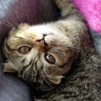 Scottish Fold, Kedi  Pars fotoğrafı