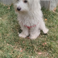 Maltese, Köpek  Maya fotoğrafı