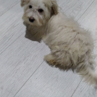 Maltese, Köpek  Maya fotoğrafı