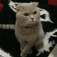 Scottish Fold, Kedi  Thomas fotoğrafı