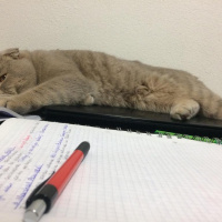 Scottish Fold, Kedi  Thomas fotoğrafı