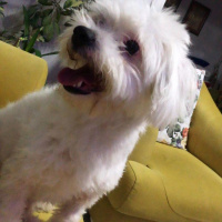 Maltese, Köpek  Lady fotoğrafı