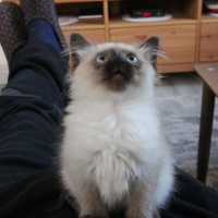 Siyam Kedisi, Kedi  Baileys fotoğrafı