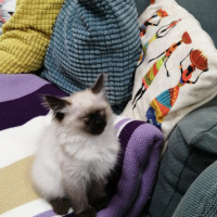 Siyam Kedisi, Kedi  Baileys fotoğrafı
