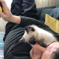 Siyam Kedisi, Kedi  Baileys fotoğrafı