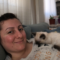 Siyam Kedisi, Kedi  Baileys fotoğrafı