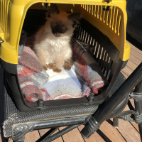 Siyam Kedisi, Kedi  Baileys fotoğrafı
