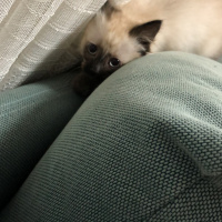 Siyam Kedisi, Kedi  Baileys fotoğrafı