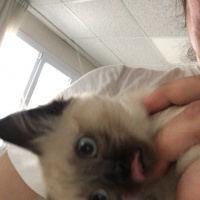Siyam Kedisi, Kedi  Baileys fotoğrafı
