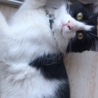 Tuxedo (Smokin) Kedi, Kedi  Gece fotoğrafı