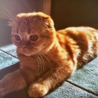 Scottish Fold, Kedi  Hardal fotoğrafı