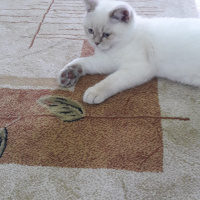 British Shorthair, Kedi  Leo fotoğrafı