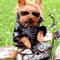 Yorkshire Terrier, Köpek  Püskül fotoğrafı