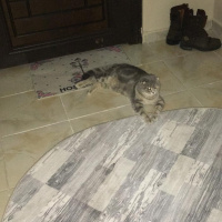 British Shorthair, Kedi  Pakize fotoğrafı