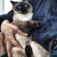 Siyam Kedisi, Kedi  Leon fotoğrafı