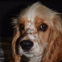 Amerikan Cocker Spaniel, Köpek  lucy fotoğrafı