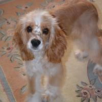 Amerikan Cocker Spaniel, Köpek  lucy fotoğrafı