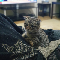 Tekir Kedi, Kedi  Layto fotoğrafı