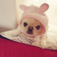 Pekingese, Köpek  Daisy fotoğrafı