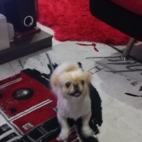 Pekingese, Köpek  Daisy fotoğrafı
