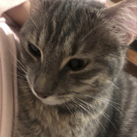 Tekir Kedi, Kedi  Süt fotoğrafı