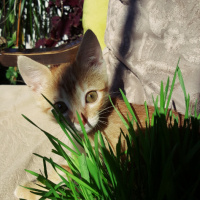 Sarman, Kedi  Luna fotoğrafı