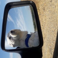 Maltese, Köpek  Badi fotoğrafı