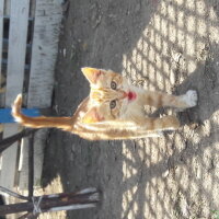 Maltese, Köpek  Badi fotoğrafı