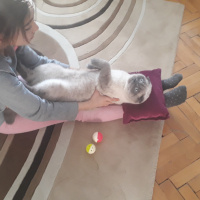 Scottish Fold, Kedi  Karamel fotoğrafı