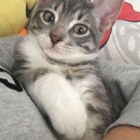 Tekir Kedi, Kedi  AŞKIM fotoğrafı