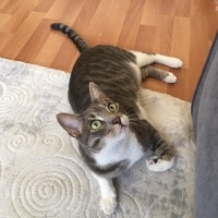 Tekir Kedi, Kedi  AŞKIM fotoğrafı