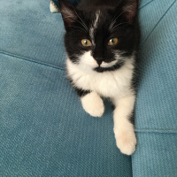 Tekir Kedi, Kedi  PAPYON fotoğrafı