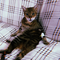 Tekir Kedi, Kedi  Rukiye fotoğrafı