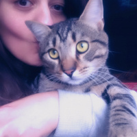 Tekir Kedi, Kedi  Rukiye fotoğrafı