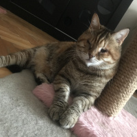 Tekir Kedi, Kedi  Rukiye fotoğrafı